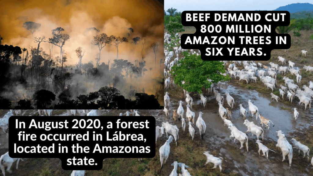 800 million Amazon trees